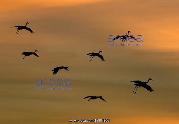 : Greater Sandhill Cranes - in flight, coming in : Greater Sandhill Cranes - in flight, coming in