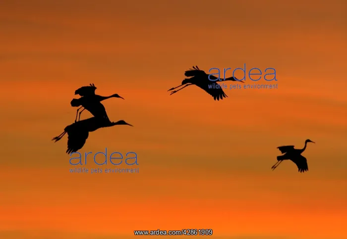  : Greater Sandhill Cranes - in flight, coming in