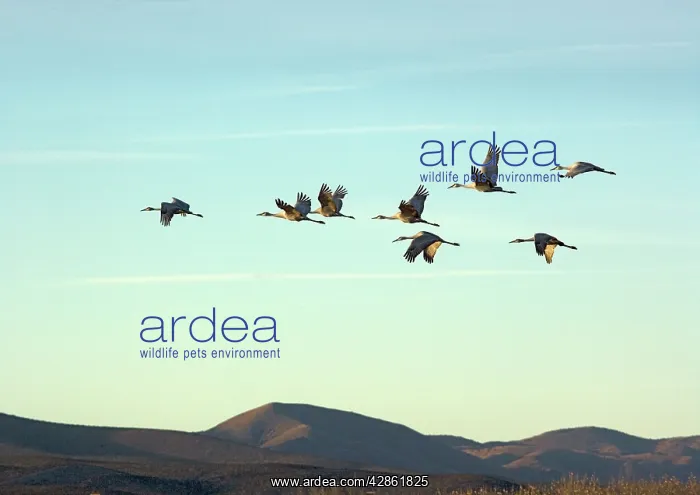 : Greater Sandhill Cranes - in flight, winter : Greater Sandhill Cranes - in flight, winter