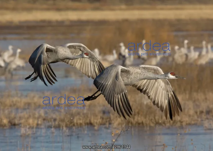 : Greater Sandhill Cranes - in flight, winter : Greater Sandhill Cranes - in flight, winter