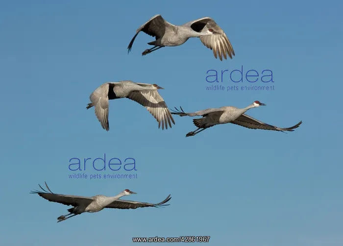 : Greater Sandhill Cranes - in flight, winter : Greater Sandhill Cranes - in flight, winter