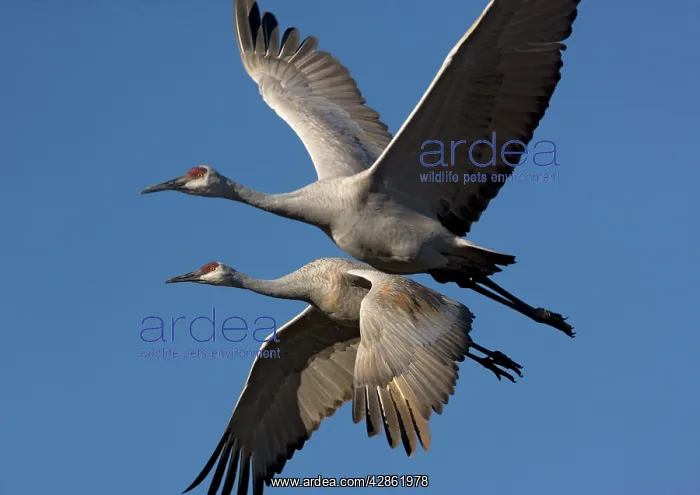 : Greater Sandhill Cranes - in flight, winter : Greater Sandhill Cranes - in flight, winter