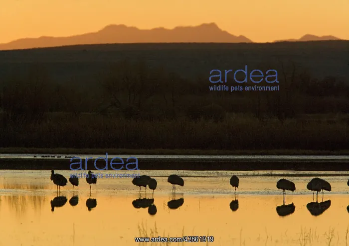 : Greater Sandhill Cranes - in wetland at dawn, midwinter : Greater Sandhill Cranes - in wetland at dawn, midwinter
