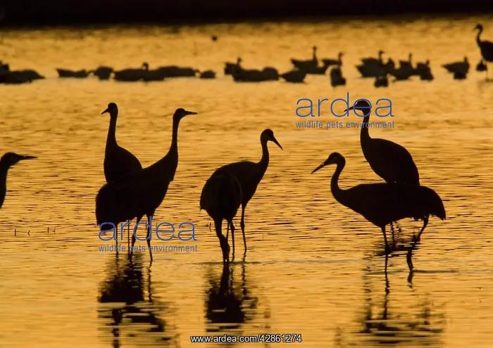 : Greater Sandhill Cranes - in winter : Greater Sandhill Cranes - in winter