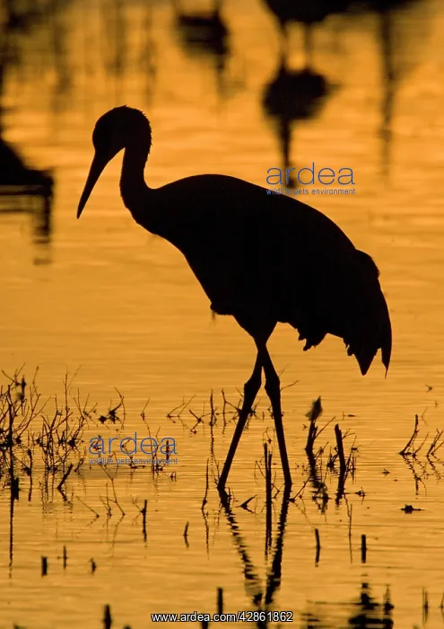 : Greater Sandhill Cranes - in winter : Greater Sandhill Cranes - in winter