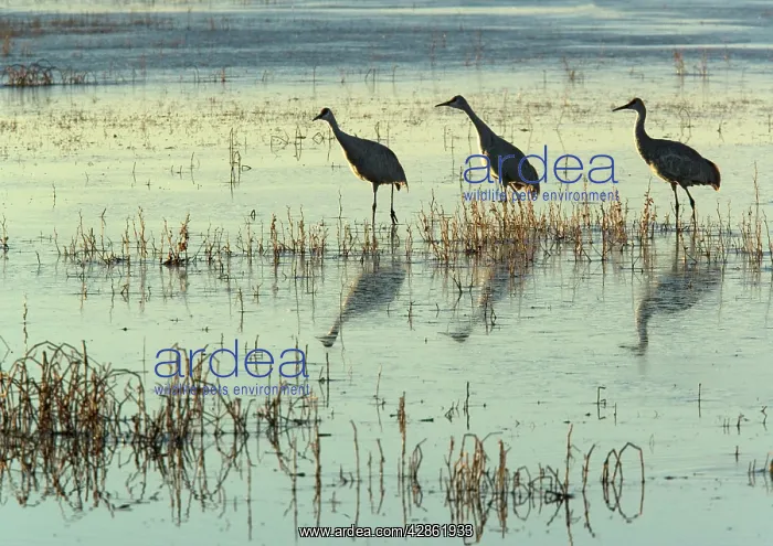 : Greater sandhill cranes, in winter : Greater sandhill cranes, in winter
