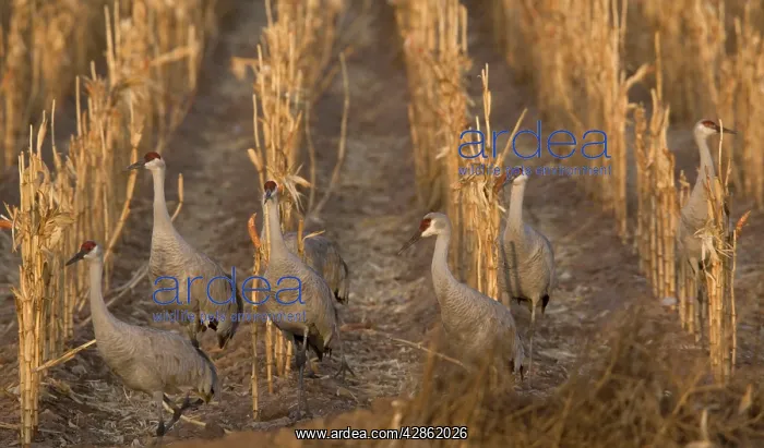 : Greater Sandhill Cranes - in winter, feeding in : Greater Sandhill Cranes - in winter, feeding in