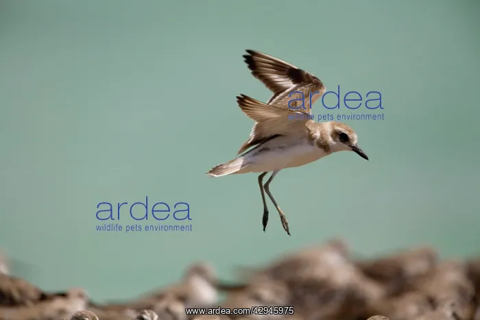 : Greater Sandplover / Greater Sand Plover - in flight : Greater Sandplover / Greater Sand Plover - in flight
