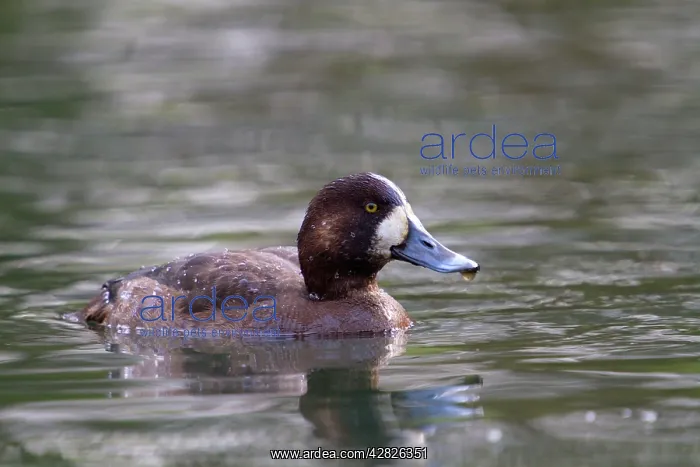 : Greater Scaup : Greater Scaup