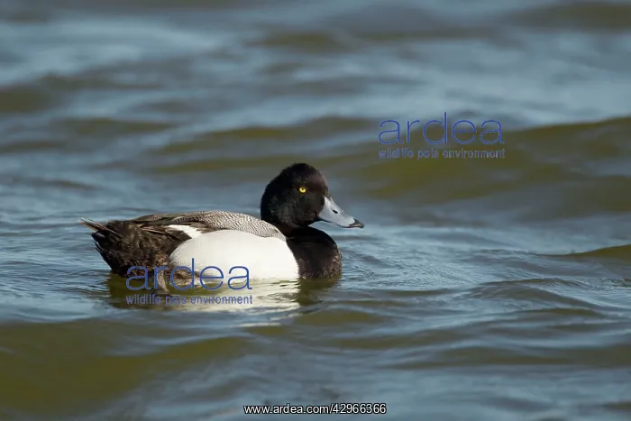 : Greater Scaup : Greater Scaup