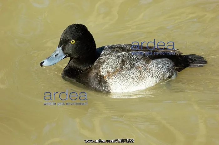 : Greater Scaup : Greater Scaup