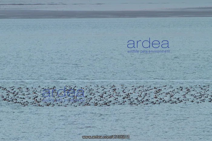 : Greater Scaup : Greater Scaup