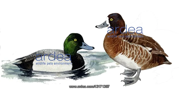 : Greater Scaup : Greater Scaup