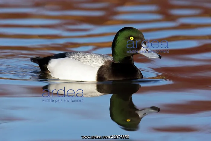 : Greater Scaup - Drake : Greater Scaup - Drake