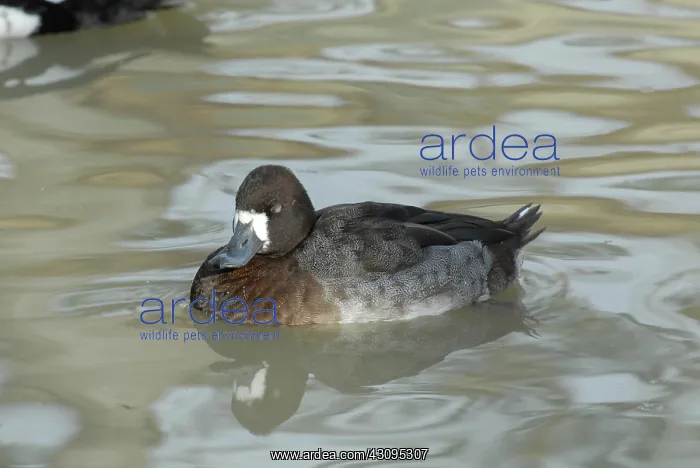 : Greater Scaup Female : Greater Scaup Female