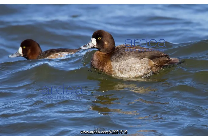 : Greater Scaup - female in February breeding plumage : Greater Scaup - female in February breeding plumage