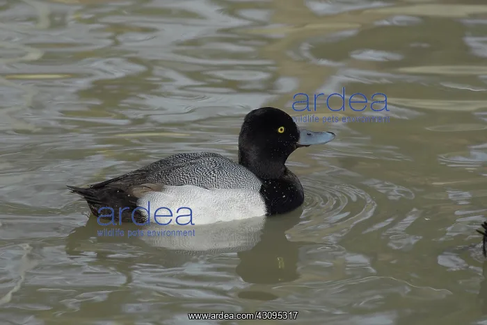 : Greater Scaup Male : Greater Scaup Male