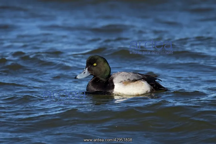 : Greater Scaup male in February breeding plumage : Greater Scaup male in February breeding plumage