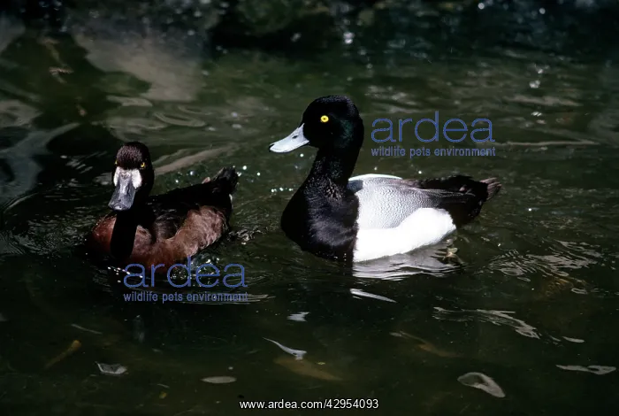 : Greater Scaup - male and female pair : Greater Scaup - male and female pair