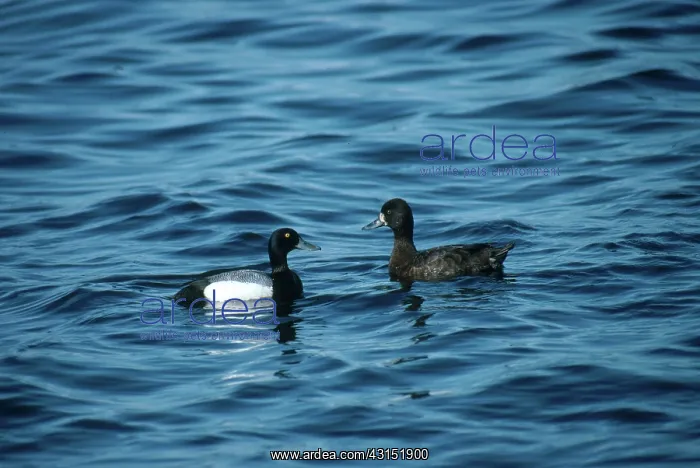 : Greater Scaups : Greater Scaups