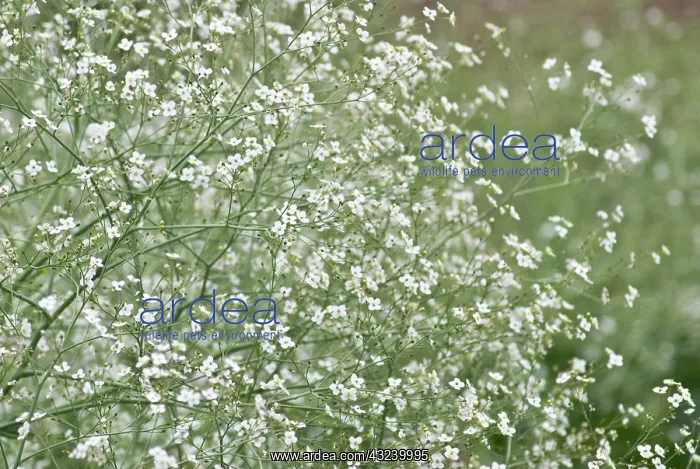 : Greater Sea Kale : Greater Sea Kale