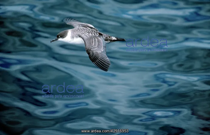 : Greater Shearwater : Greater Shearwater