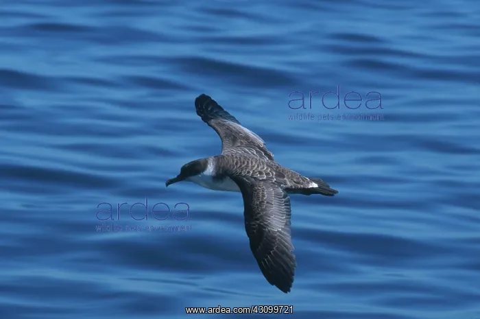 : Greater Shearwater : Greater Shearwater