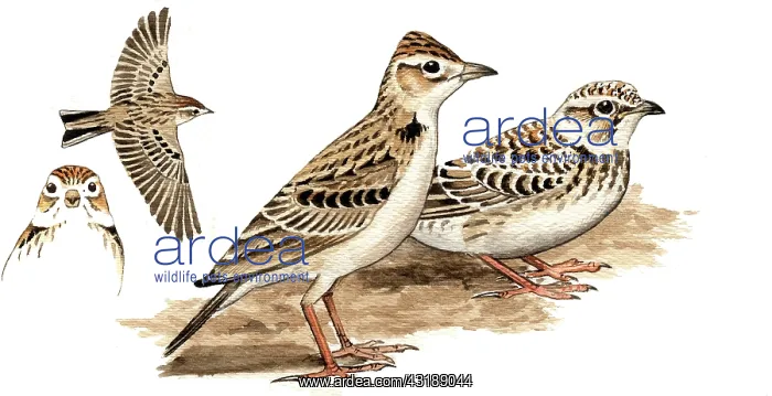 : Greater Short-toed Lark : Greater Short-toed Lark