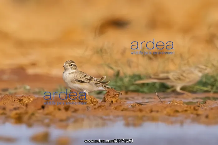 : Greater short-toed lark (Calandrella brachydactyla) on a farmers field : Greater short-toed lark (Calandrella brachydactyla) on a farmers field