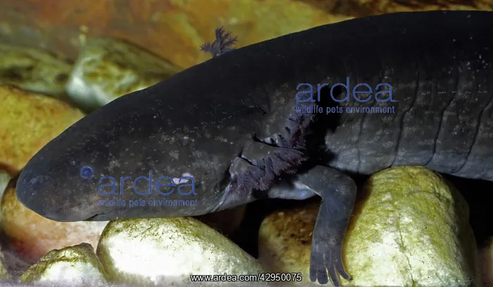 : Greater Siren : Greater Siren