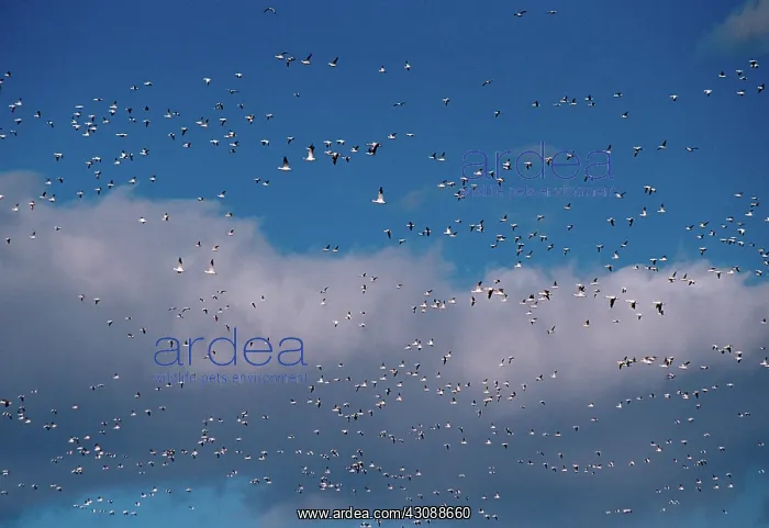 : Greater Snow Geese : Greater Snow Geese