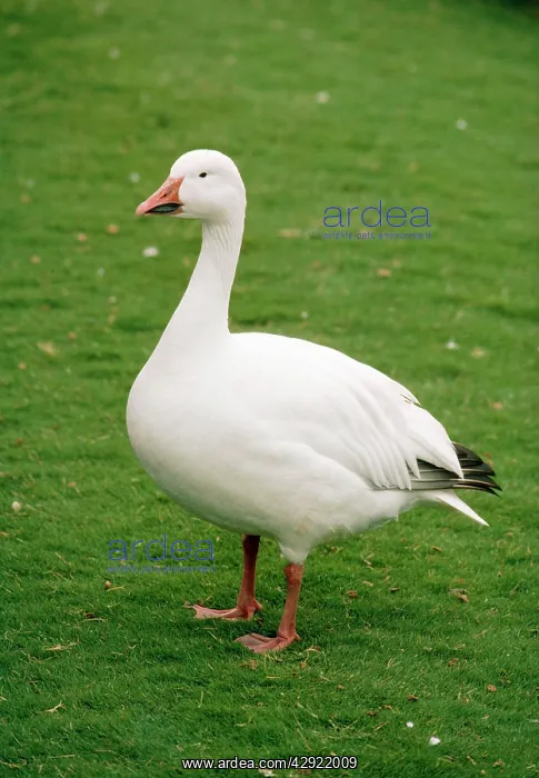 : GREATER SNOW GOOSE : GREATER SNOW GOOSE