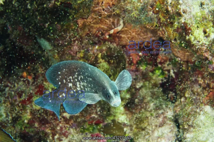 : Greater Soapfish (Rypticus saponaceus) : Greater Soapfish (Rypticus saponaceus)