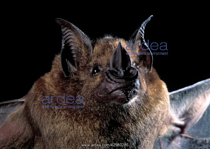 : Greater Spear-nosed Bat : Greater Spear-nosed Bat