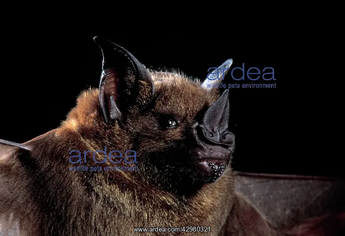 : Greater Spear-nosed Bat : Greater Spear-nosed Bat