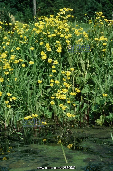 : Greater Spearwort : Greater Spearwort