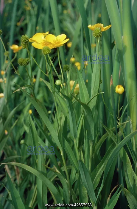 : Greater Spearwort : Greater Spearwort