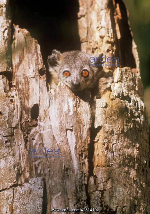: Greater Sportive Lemur - in nest hole : Greater Sportive Lemur - in nest hole
