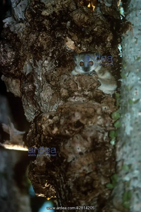 : Greater Sportive Lemur - in nest hole : Greater Sportive Lemur - in nest hole