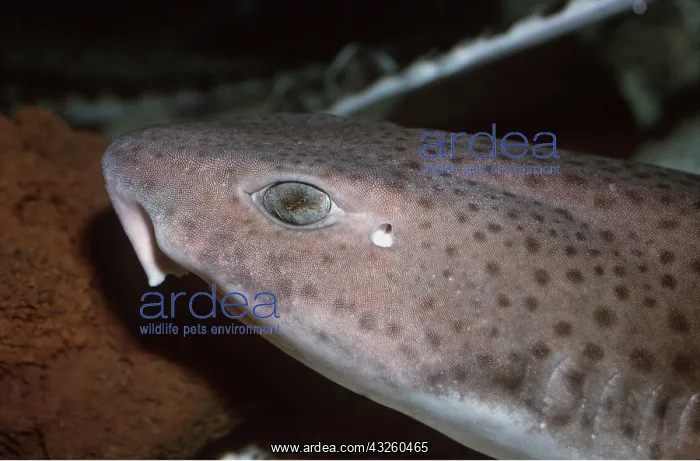 : Greater spotted Dogfish / Huss / Bullhuss / Nurse : Greater spotted Dogfish / Huss / Bullhuss / Nurse