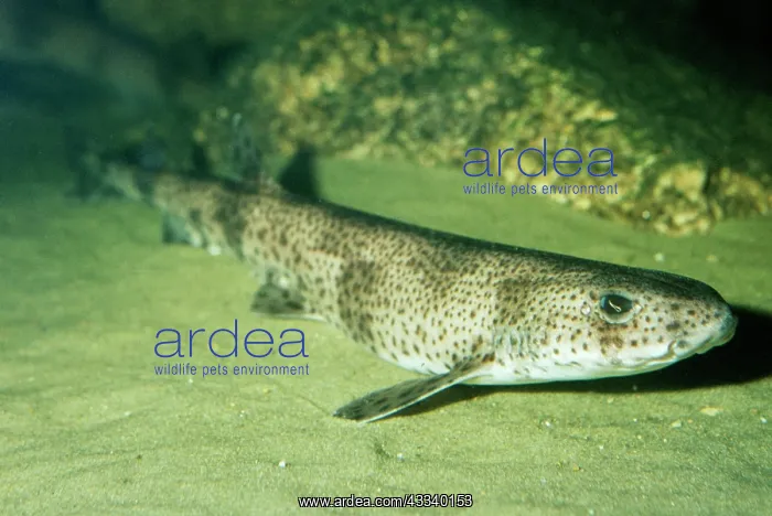 : Greater Spotted Dogfish / Huss / Bullhuss / Nurse : Greater Spotted Dogfish / Huss / Bullhuss / Nurse