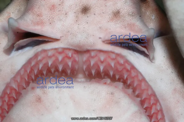 : Greater Spotted Dogfish - teeth and jaws, teeth : Greater Spotted Dogfish - teeth and jaws, teeth