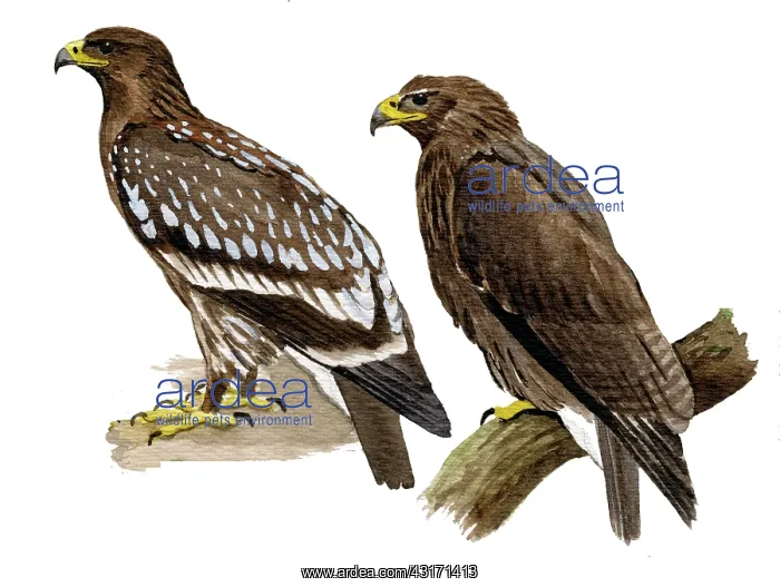 : Greater spotted eagle : Greater spotted eagle
