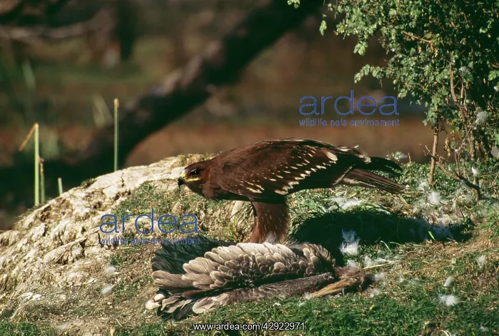 : GREATER SPOTTED EAGLE - Feeding on kill of Painted : GREATER SPOTTED EAGLE - Feeding on kill of Painted