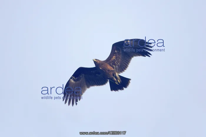 : Greater Spotted Eagle - in flight : Greater Spotted Eagle - in flight