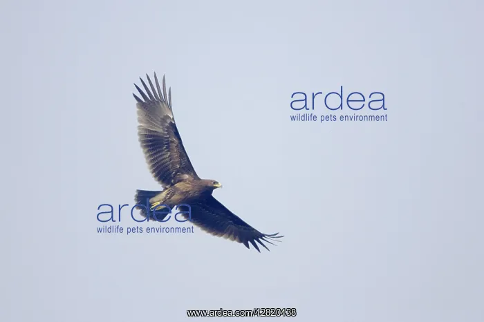 : Greater Spotted Eagle - in flight : Greater Spotted Eagle - in flight