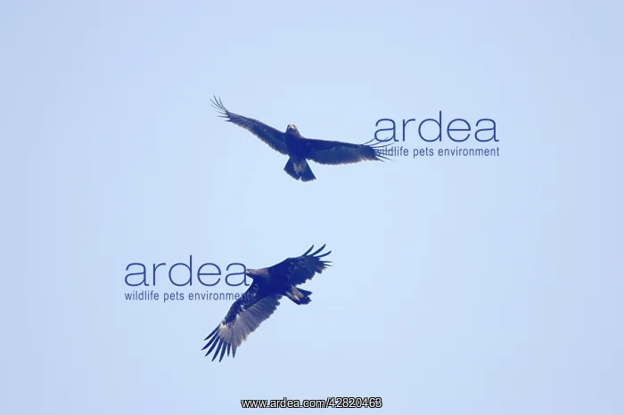 : Greater Spotted Eagle - in flight interaction between pair : Greater Spotted Eagle - in flight interaction between pair