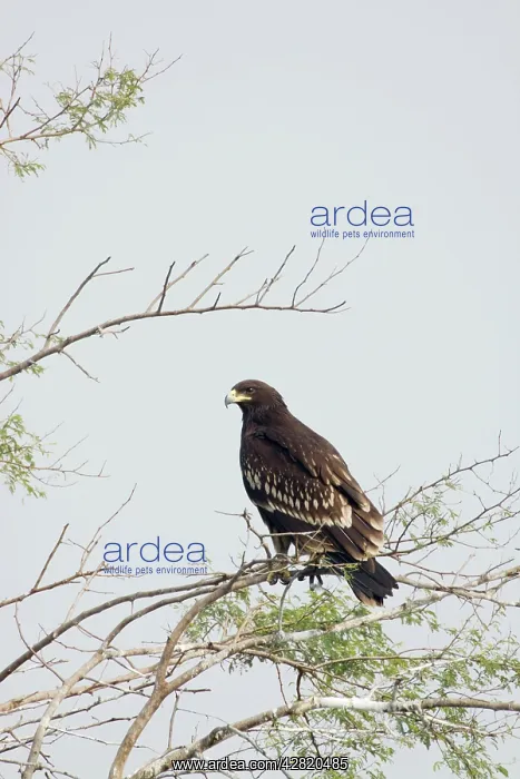 : Greater Spotted Eagle - Keoladeo Ghana National Park : Greater Spotted Eagle - Keoladeo Ghana National Park
