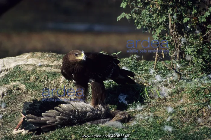 : Greater Spotted Eagle - with Painted Stork carcass : Greater Spotted Eagle - with Painted Stork carcass