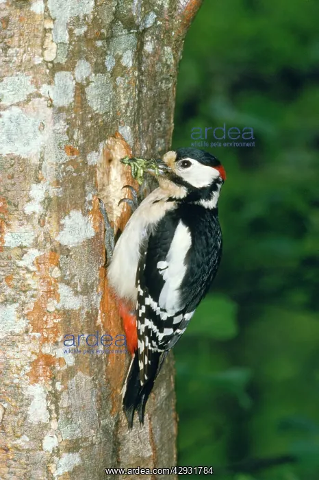 : Greater-spotted / Great-spotted Woodpecker - with : Greater-spotted / Great-spotted Woodpecker - with